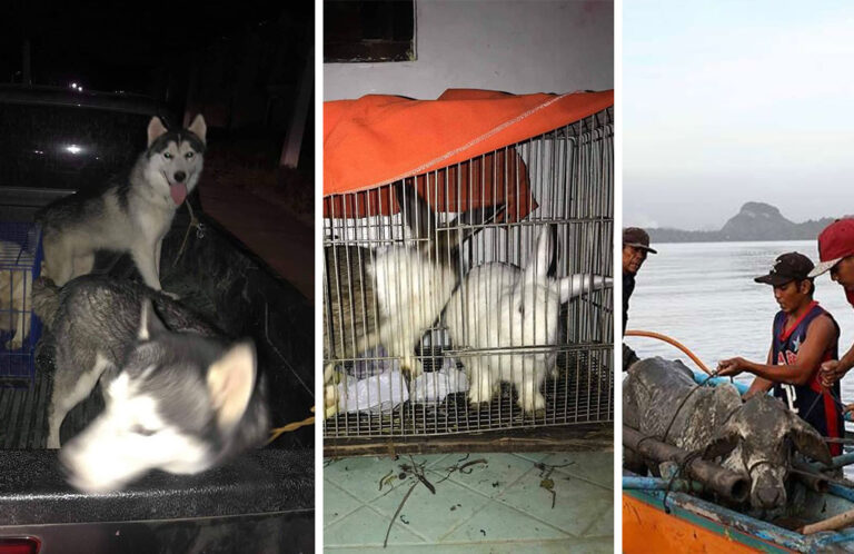 Animal Welfare Groups Rescue Dogs, Cats, Livestock After Taal Volcano Eruption