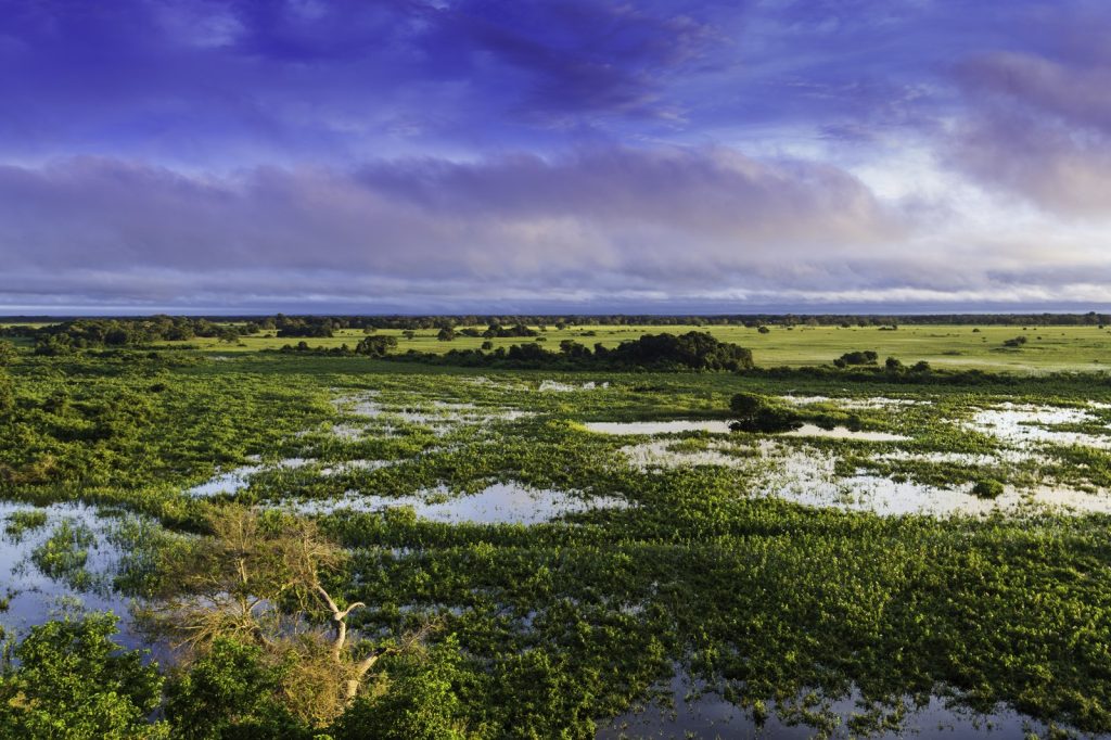 TV Globo Films Pantanal Telenovela After Record Wildfires
