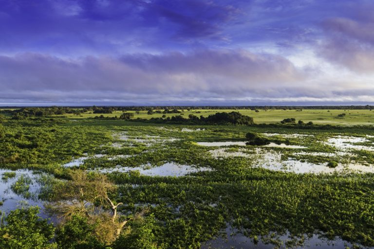 TV Globo Films Pantanal Telenovela After Record Wildfires