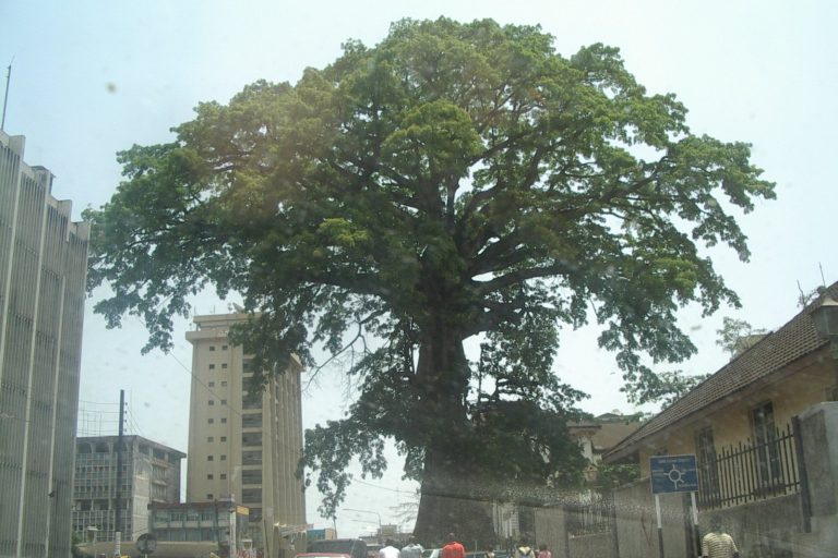 Freetown’s Cotton Tree Falls in Storm