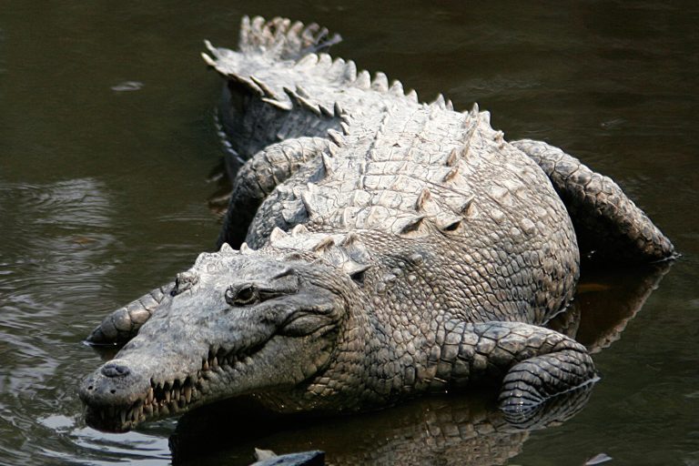 Virgin Birth Occurs in Costa Rican Zoo’s American Crocodile