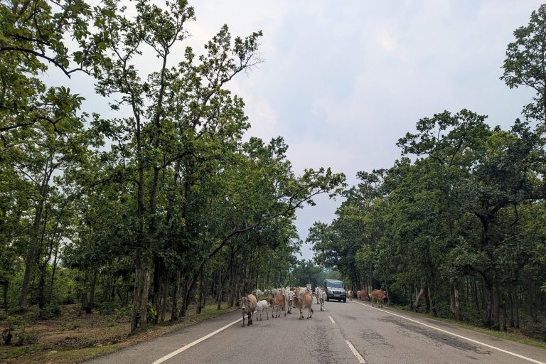 Twelve Killed in Head‑On Bus Crash in Odisha’s Digapahandi