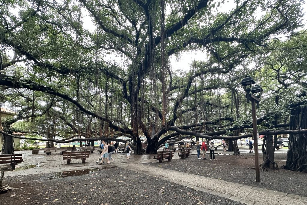 Historic Lahaina Banyan Tree Survives Devastating Hawaii Wildfire Damage