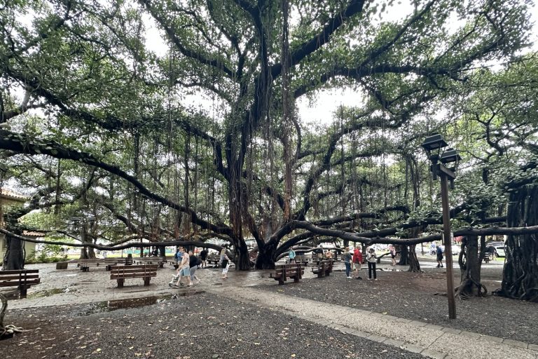 Historic Lahaina Banyan Tree Survives Devastating Hawaii Wildfire Damage