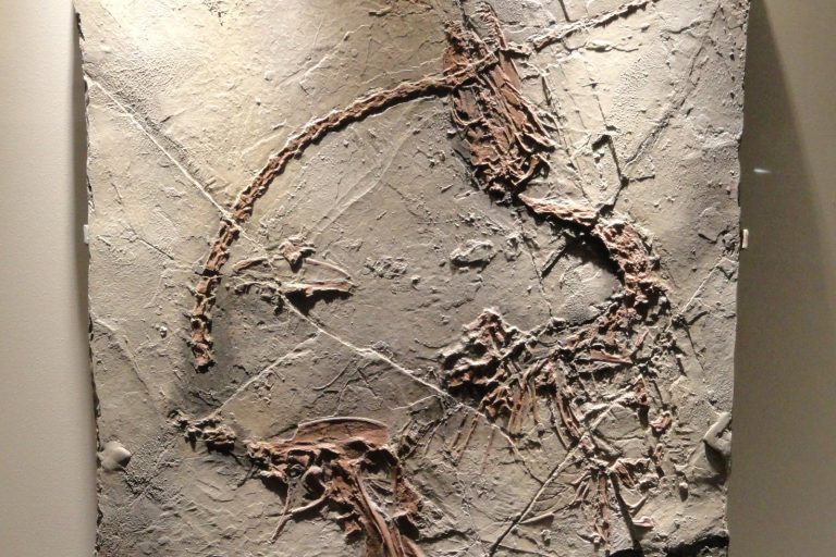 Groundbreaking Fujianvenator Dinosaur Fossil Discovery Rewrites Bird Evolution History