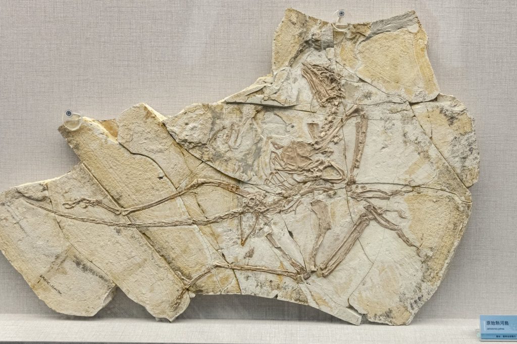 Fujianvenator Fossil Shows Dinosaur-Bird Evolution Link