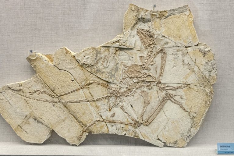Fujianvenator Fossil Shows Dinosaur-Bird Evolution Link