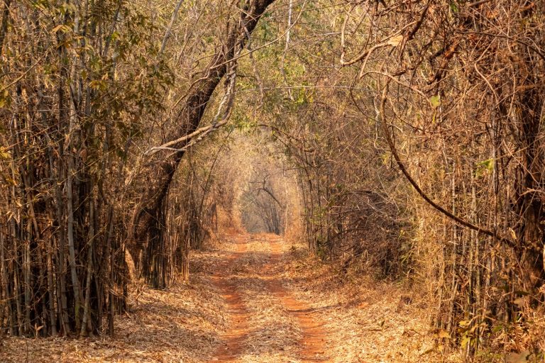 India Launches Green Credit Programme for Conservation