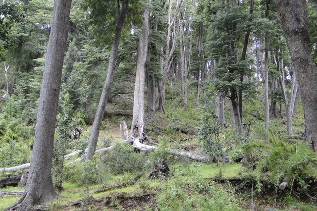 Patagonia Wildfire Destroys 600 Hectares of Ancient Alerce Forest