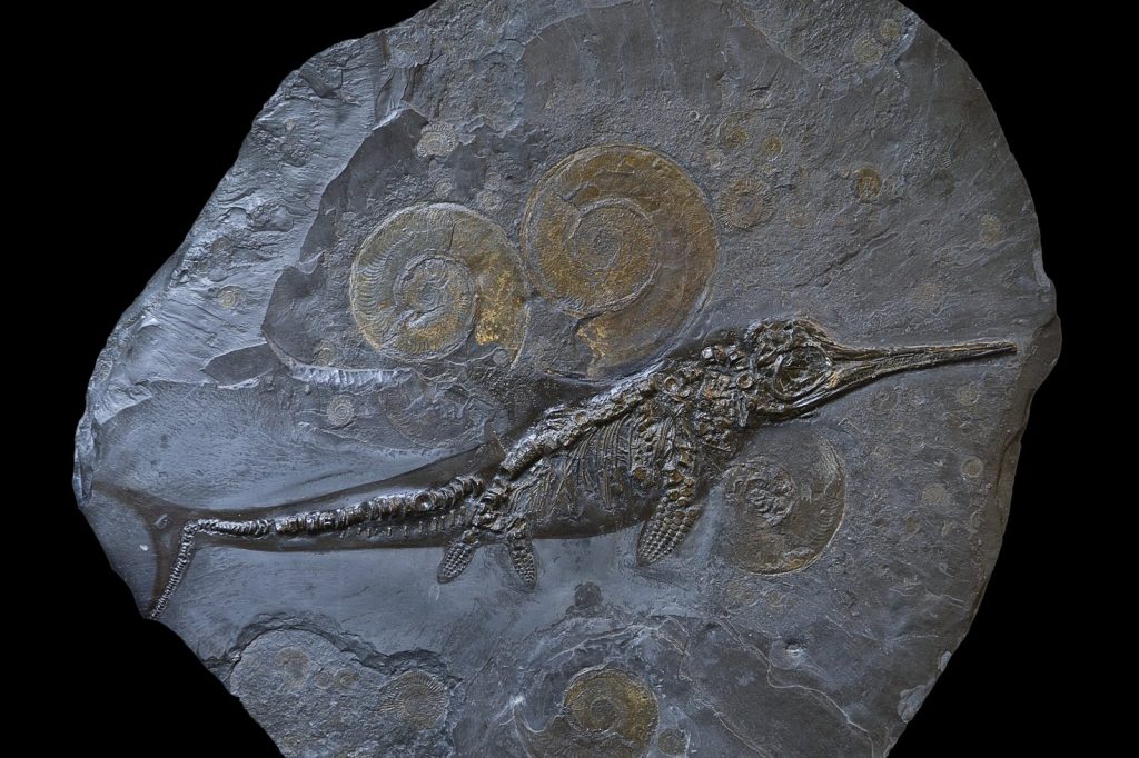 Ichthyotitan Fossils Found in England Formation