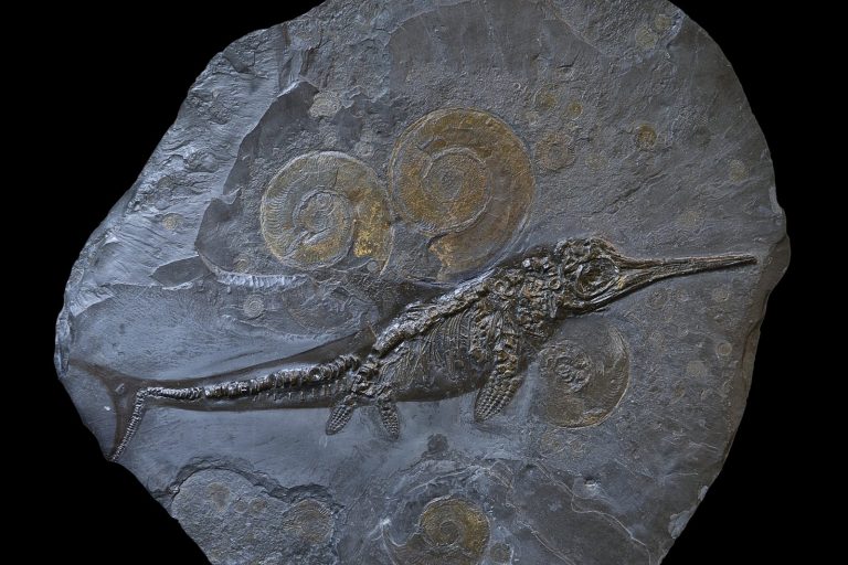 Ichthyotitan Fossils Found in England Formation