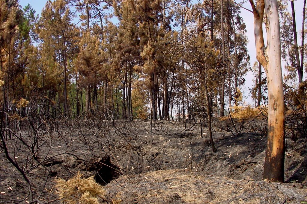 Portugal Wildfires Kill 9, Burn 135,000 Hectares