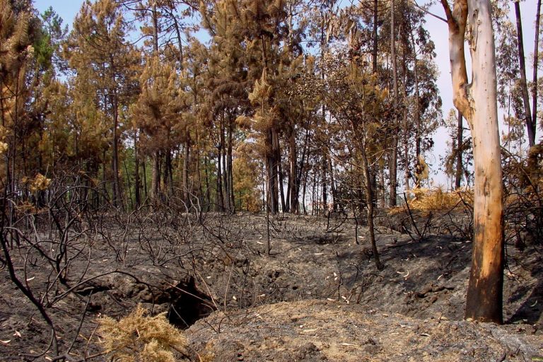 Portugal Wildfires Kill 9, Burn 135,000 Hectares