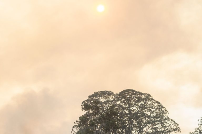 Fire Engulfs Brasília National Forest in Suspected Arson Incident Nearby