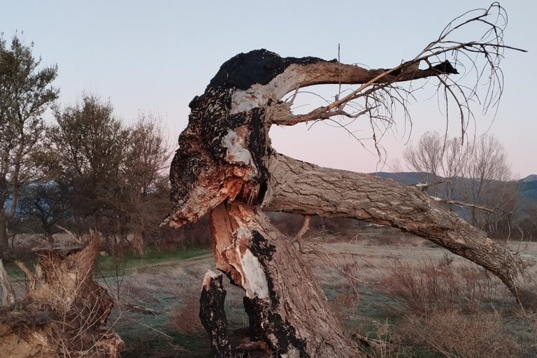 Tree Kills 3 Children Near Kalamazoo Michigan