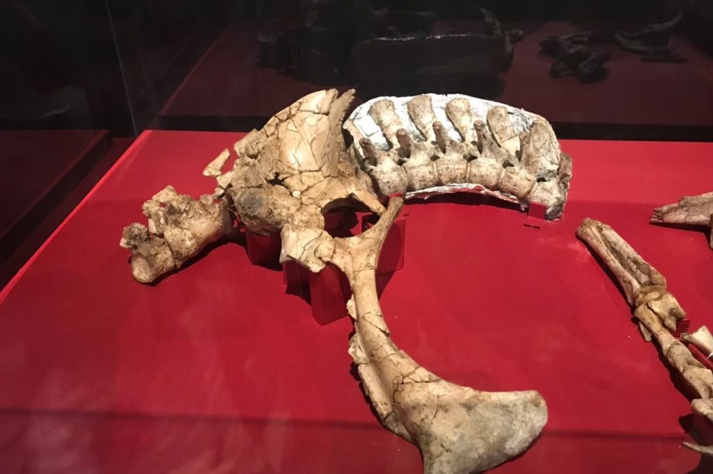 Mongolia Unveils New Dinosaur Duonychus tsogtbaatari