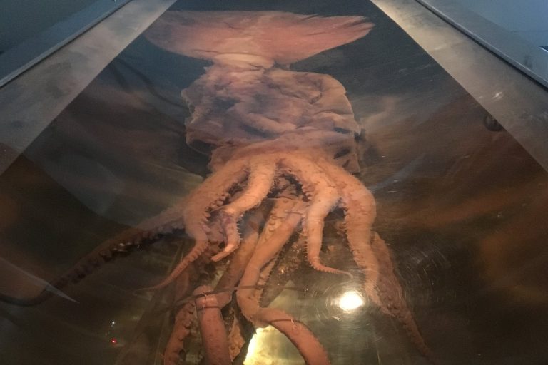 Scientists Film Colossal Squid in Natural Habitat for First Time