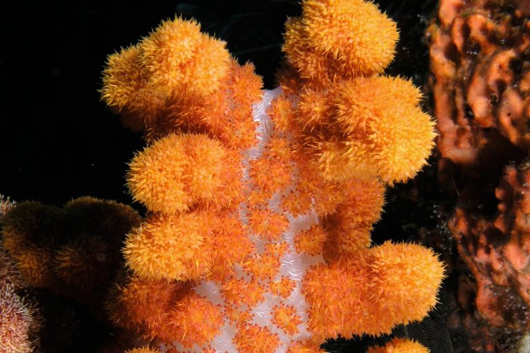 84% of Global Coral Reefs Hit by Record Bleaching Since 2023