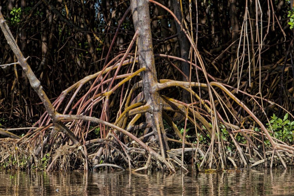 Brunei aims to lead regional blue carbon credit market