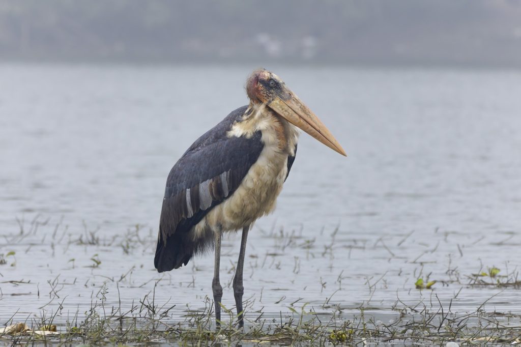 GPS Trackers Reveal Unknown Greater Adjutant Behaviors