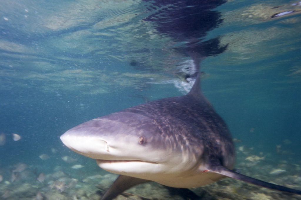 Bull Shark Kills Swiss Tourist in Australia