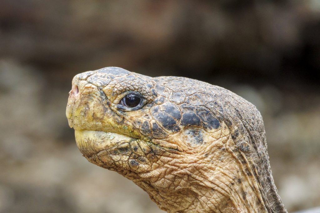 Giant Tortoises Return to Floreana Island After 180 Years Absence