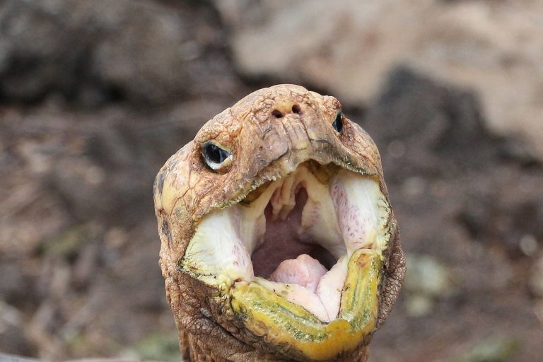Giant Tortoises Return to Galápagos Island After 180 Years Absent