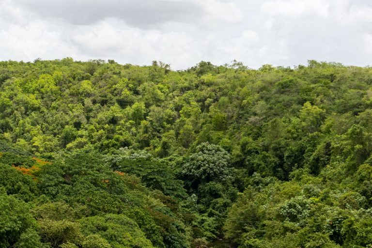 Bus Crash Kills Two Canadians in Dominican Republic Tourism Hub