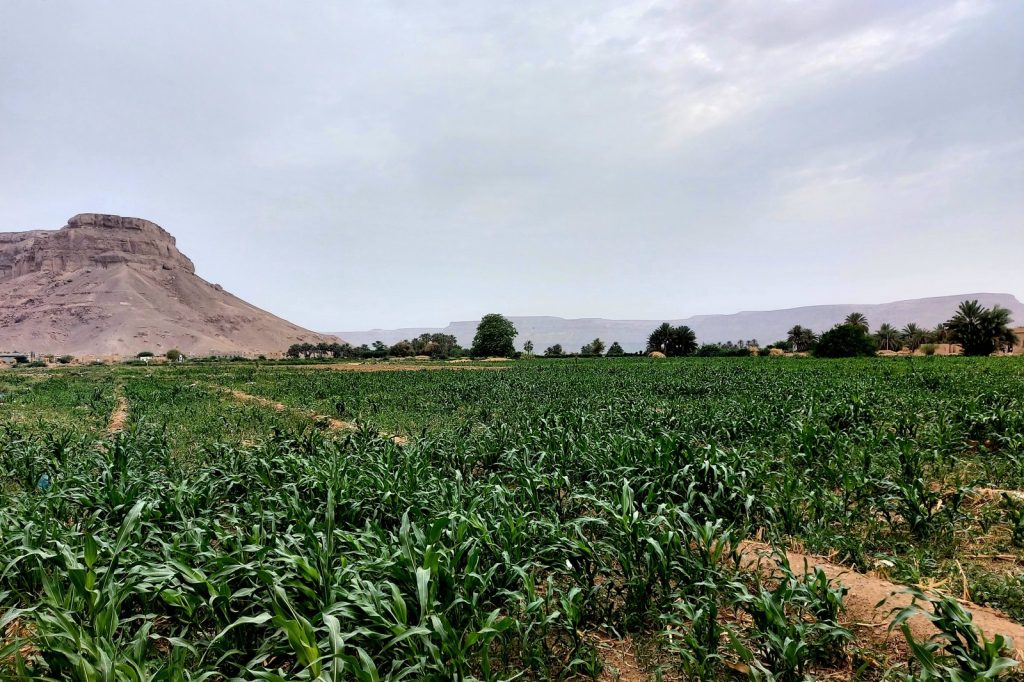 Bus and Truck Collision Kills Six in Yemens Hadramout Region