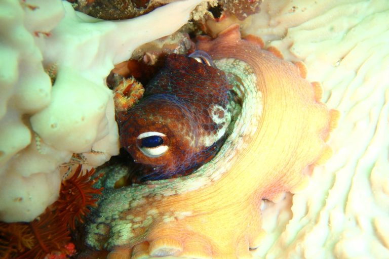 Ancient Octopus Jaws Reveal Whale-Sized Creatures in Cretaceous Seas