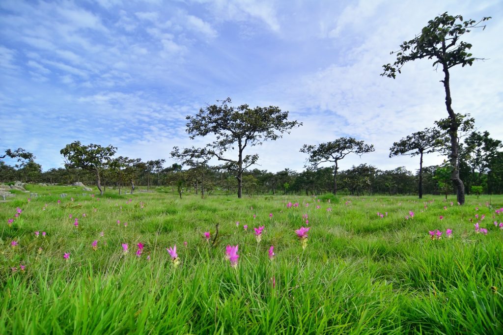 Thai Researchers Discover Largest Dinosaur Species in Southeast Asia Region