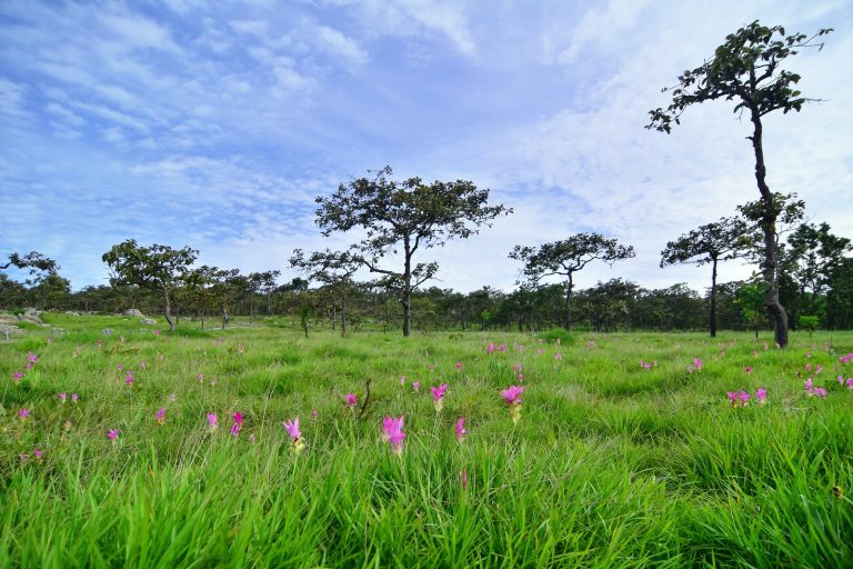 Thai Researchers Discover Largest Dinosaur Species in Southeast Asia Region