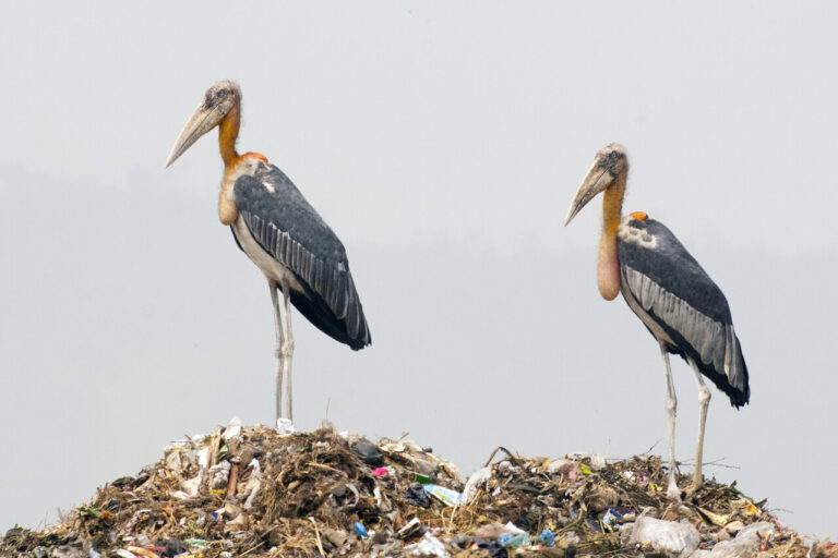 Cambodian Groups Release Captive-Bred Storks