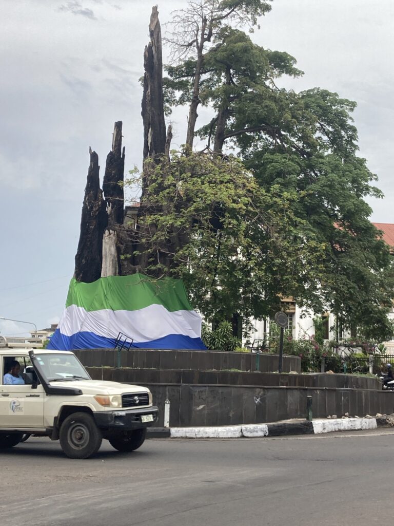 Freetown Rainstorm Fells Historic Cotton Tree