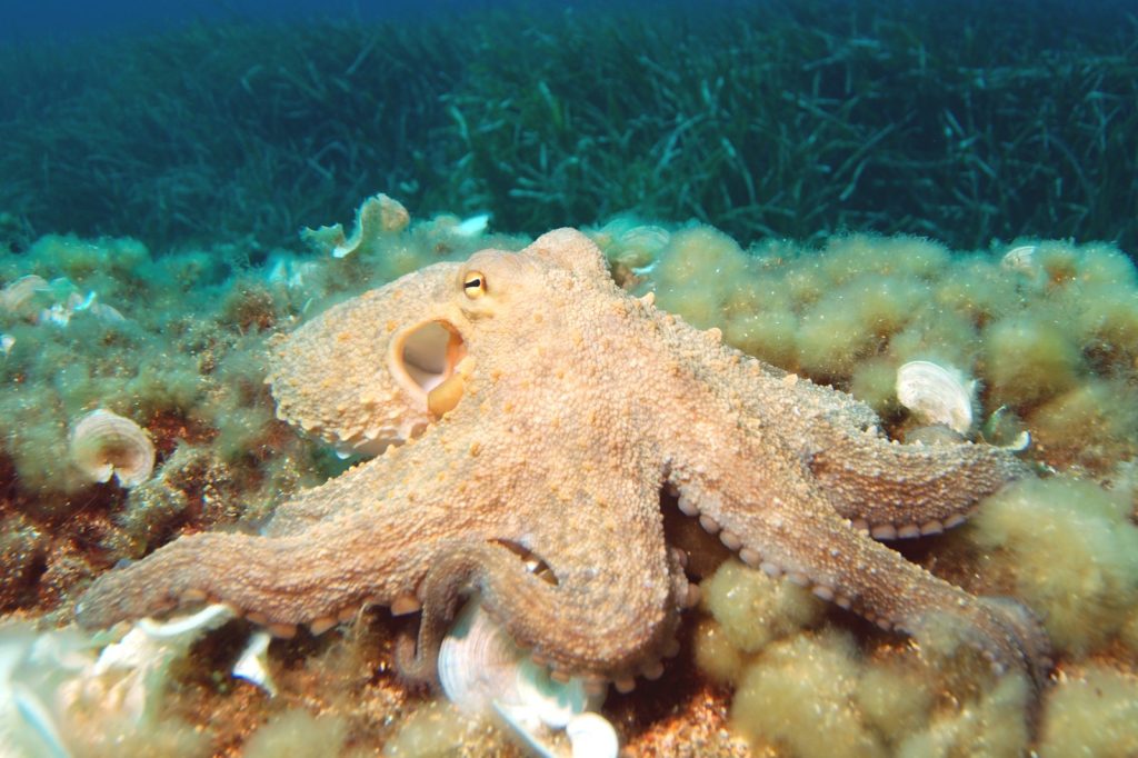 Fossil Discovery Reveals Ancient Giant Octopuses Ruled the Ocean Depths