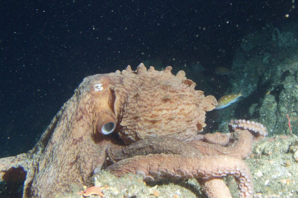 Giant Ancient Octopuses Rewrite Marine Food Chain History Suddenly