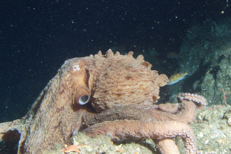 Giant Ancient Octopuses Rewrite Marine Food Chain History Suddenly