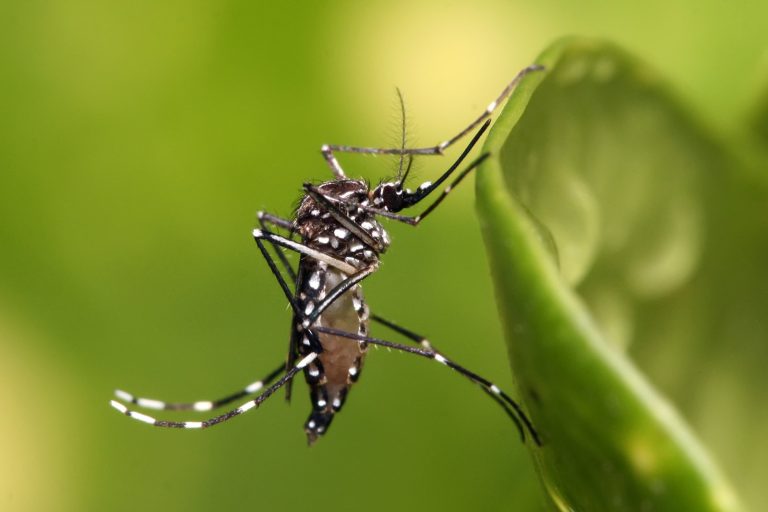 Google’s Verily Seeks EPA Approval to Release 32 Million Mosquitoes