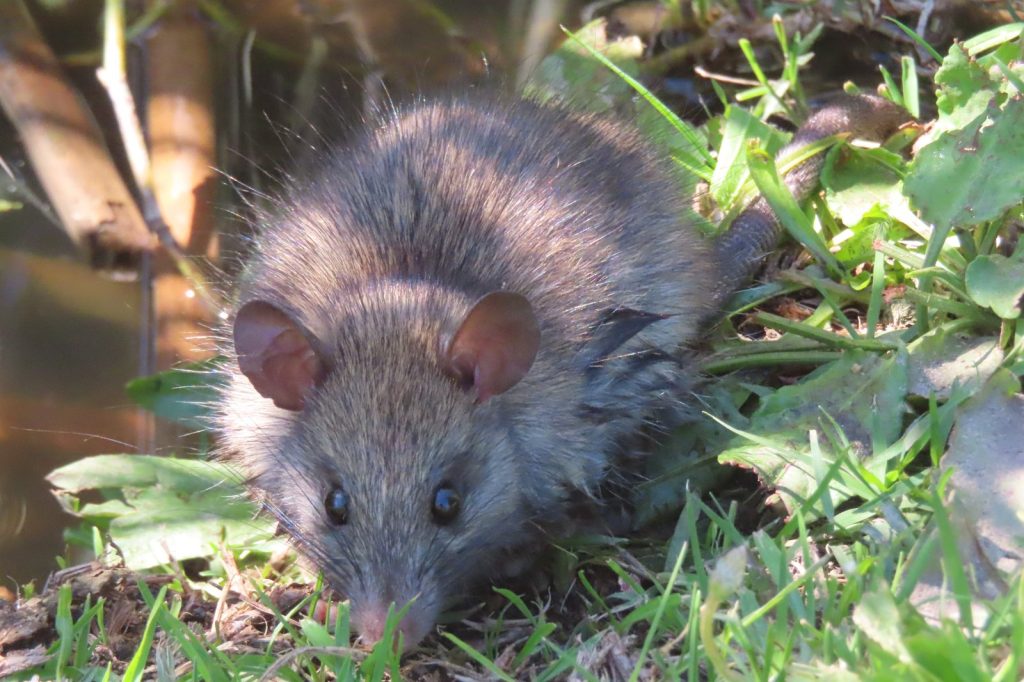 Pest controllers report rising rat infestations linked to longer breeding seasons
