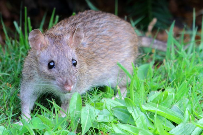 UK heatwave sparks rat invasions; 22p veg deters pests