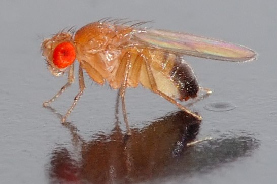 Scientists Successfully Simulate Entire Fly Brain in Virtual Environment Model