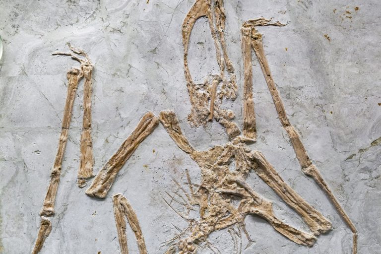 Pterosaurs Shimmered with Iridescent Colors, Fossil Analysis Reveals