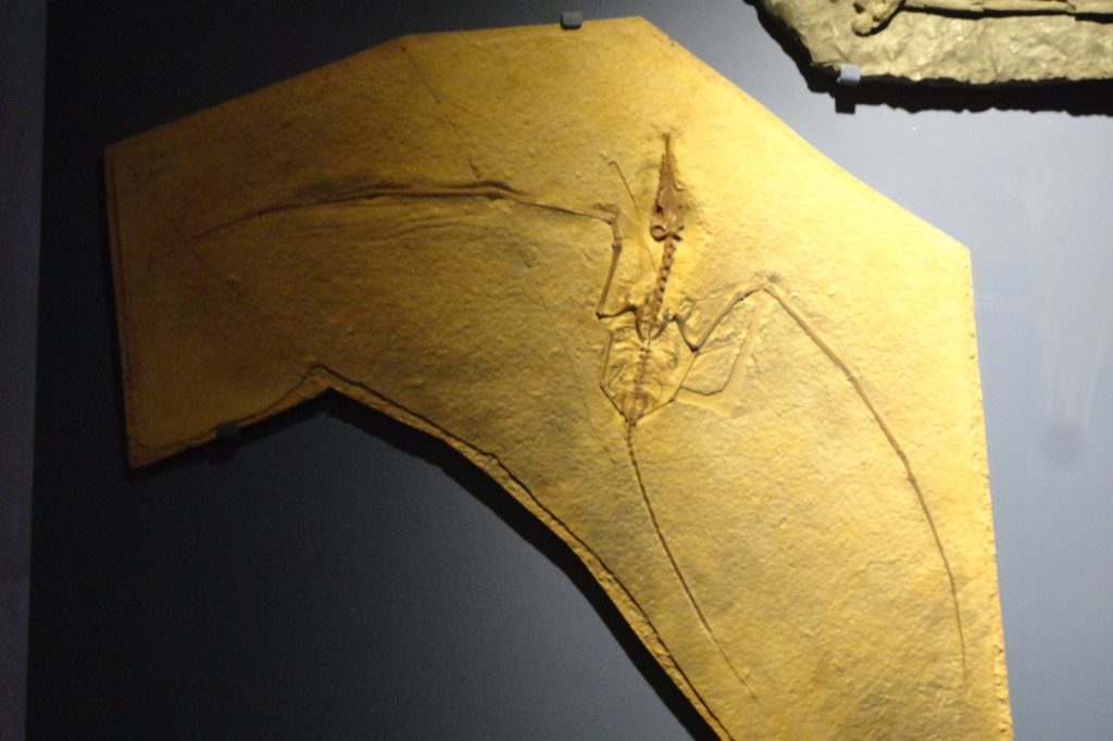 Fossil Reveals Pterosaurs Had Shimmering Iridescent Feathers