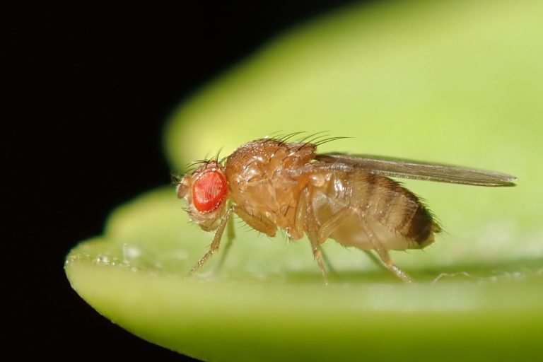 Researchers Build Complete Digital Insect Brain, Run It in Simulated Fly Body