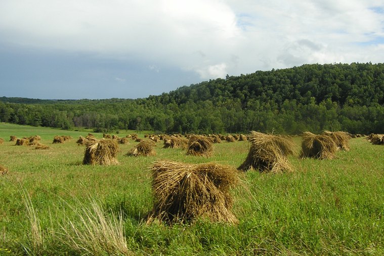 Cow manure could be the next data center fuel