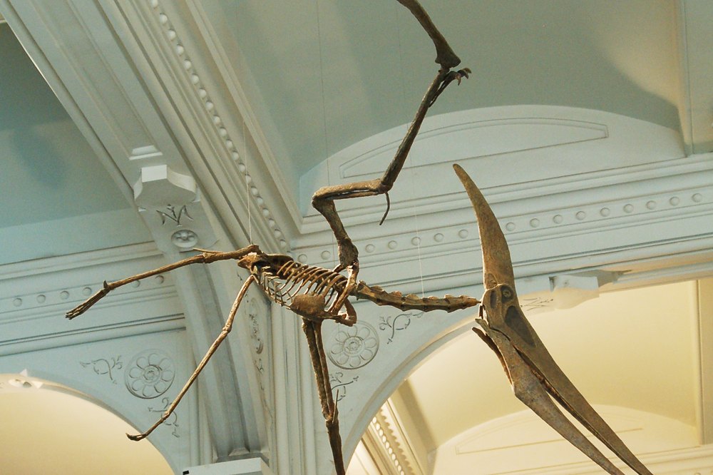 Pterosaur Fossil Reveals Iridescent Feathers in Ancient Reptile