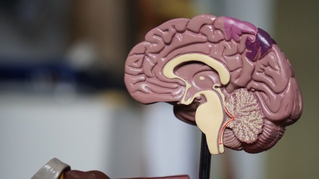 Meta's Tribe v2 AI predicts brain activity across untrained languages Meta's Tribe v2 AI predicts brain activity across untrained languages