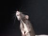 Yale Study Finds Olive Oil May Boost Pancreatic Tumors in Male Mice Yale Study Finds Olive Oil May Boost Pancreatic Tumors in Male Mice
