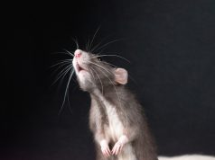 Yale Study Finds Olive Oil May Boost Pancreatic Tumors in Male Mice Yale Study Finds Olive Oil May Boost Pancreatic Tumors in Male Mice