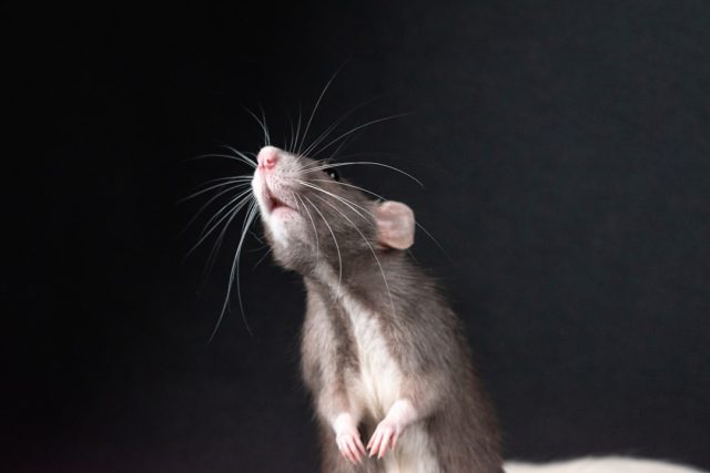 Yale Study Finds Olive Oil May Boost Pancreatic Tumors in Male Mice Yale Study Finds Olive Oil May Boost Pancreatic Tumors in Male Mice